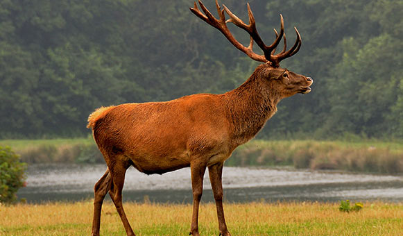 Deer stalking insurance, onlinetravelcover.com