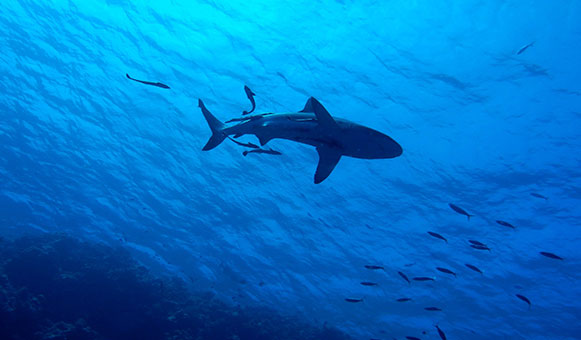 Shark free diving insurance, onlinetravelcover.com