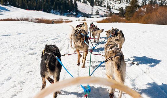 Dog sledding and sleigh rides insurance, onlinetravelcover.com